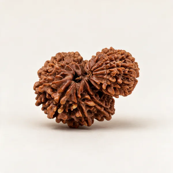 Brown_Gauri_Shankar_Rudraksha