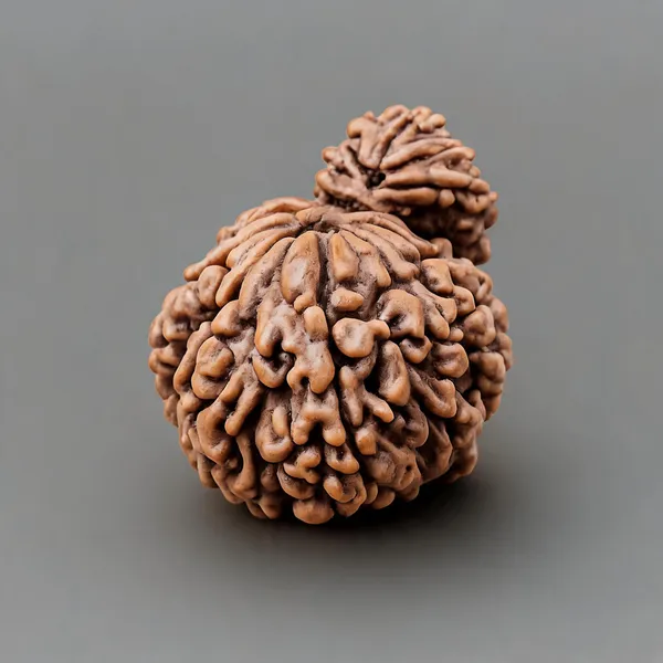 Brown_Garbh_Gauri_Rudraksha_Rudraksha