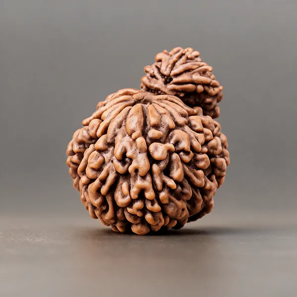 Brown_Garbh_Gauri_Rudraksha_Rudraksha