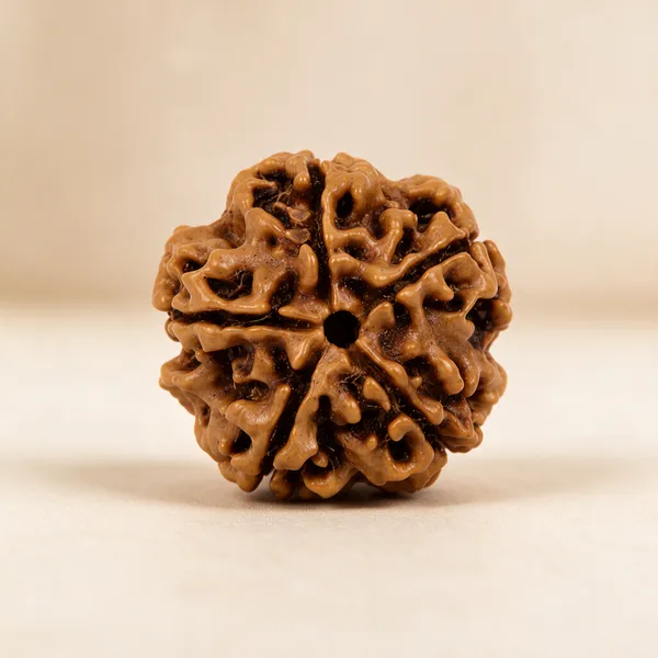 Brown_5_Mukhi_Rudraksha