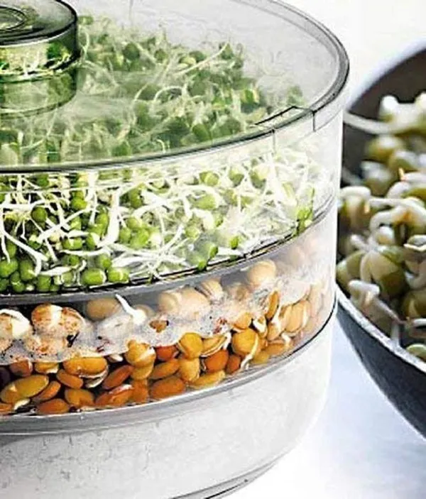 Sprouts_Maker_Container
