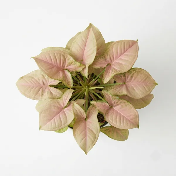 Syngonium_Pink_Live_Indoor_Plant_In_White_Planter