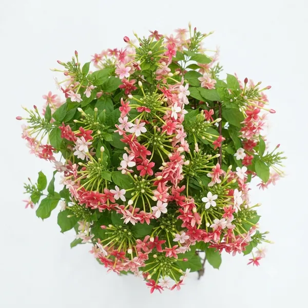 Madhu_Malati_Live_Flowering_Climber_Plant