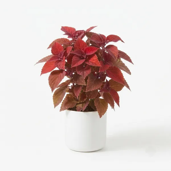 Red_Coleus_Live_Ornamental_Garden_Plant