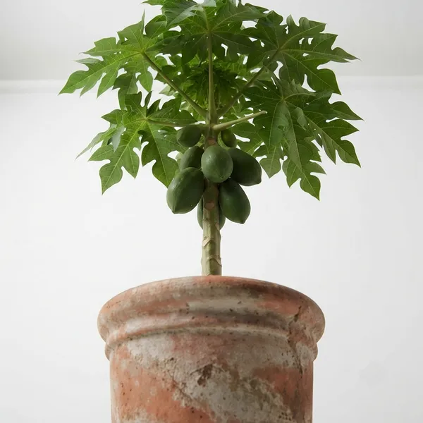 Papaya_Fruit_Plant_-_Tropical_Live_Specimen