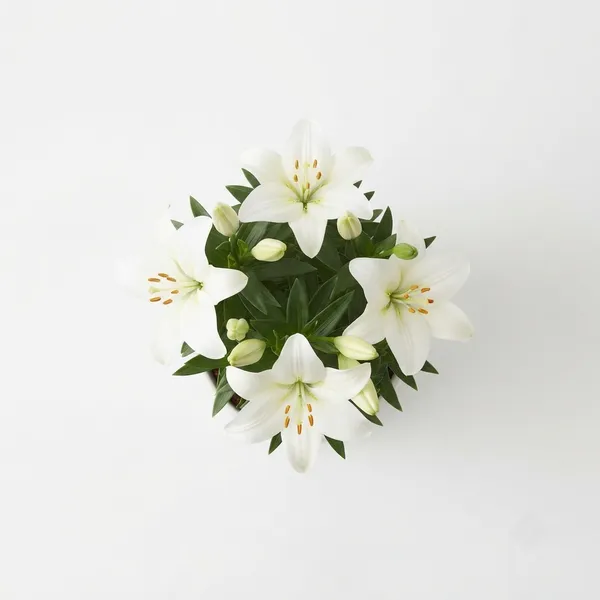 White_Lily_Flowering_Live_Plant_In_White_Planter
