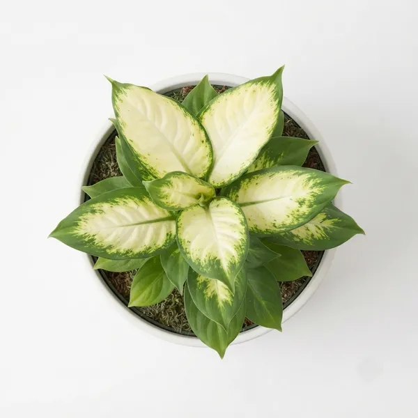 Aglaonema_White_Variegated_Live_Indoor_Plant