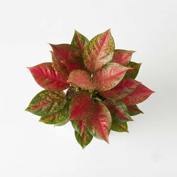 Aglaonema_Pink_Variegated_Live_Indoor_Plant_In_White_Planter