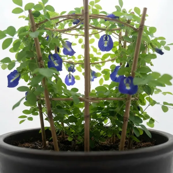 Butterfly_Pea_Aparajita_Climbing_Live_Plant_With_Bamboo_Trellis