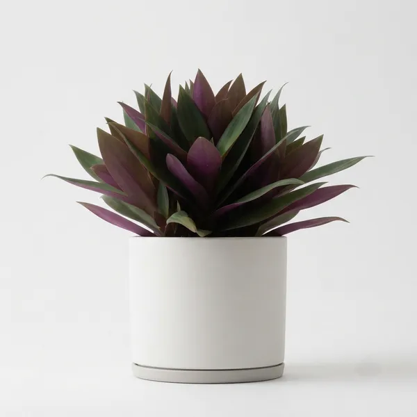 Rhoeo_Green_Purple_Live_Foliage_Plant