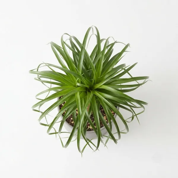 Ponytail_Palm_Live_Indoor_Plant_In_Grey_Planter