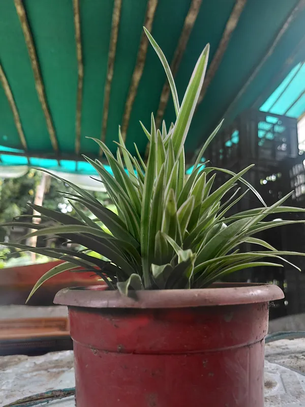 Spider_Live_Indoor_Plant_In_Red_Round_Planter