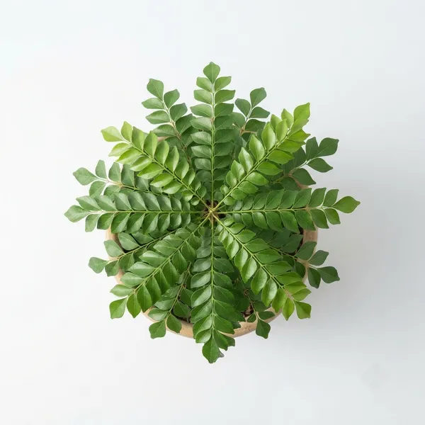 Curry_Leaf_Live_Herb_Plant