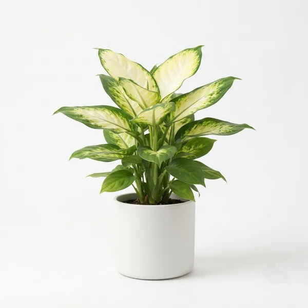 Aglaonema_White_Variegated_Live_Indoor_Plant