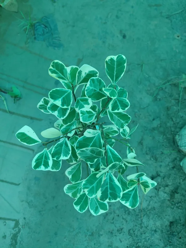 Sweet_Heart_Variegated_Cream_Green_Foliage_Live_Plant