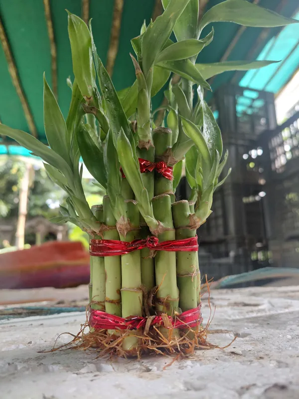 Lucky_Bamboo_2-Layer_Live_Plant_With_Red_Ribbon