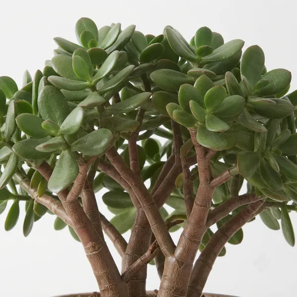 Jade_Live_Indoor_Succulent_Plant