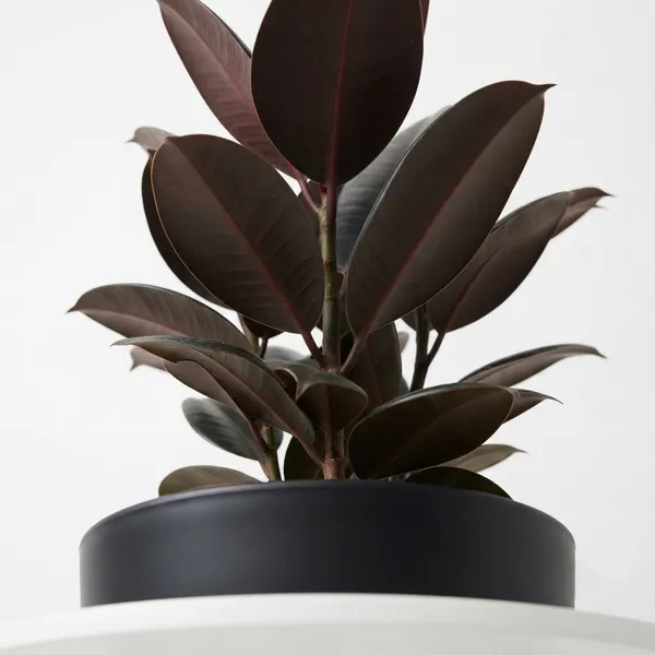 Rubber_Live_Indoor_Plant_In_Black_Matte_Planter