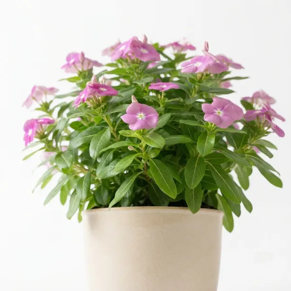 Vinca_Live_Flowering_Garden_Plant
