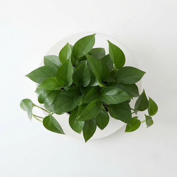 Jade_Pothos_Trailing_Live_Indoor_Plant_In_White_Pot