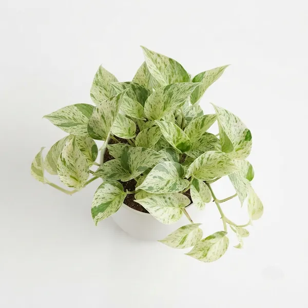 Pothos_Money_Variegated_Trailing_Live_Plant