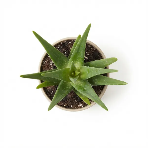 Aloe_Vera_Live_Succulent_Plant_In_Cylindrical_Planter