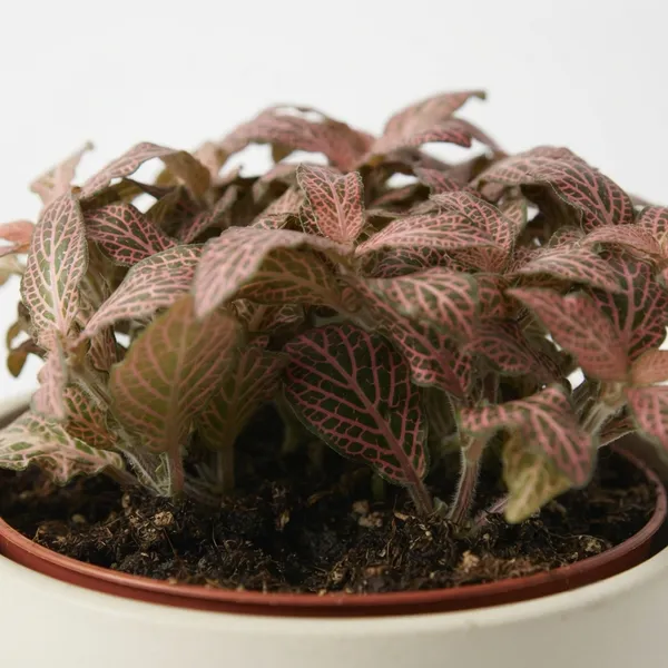 Pink_Fittonia_Live_Indoor_Ornamental_Plant