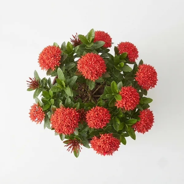 Red_Ixora_Live_Flowering_Garden_Plant