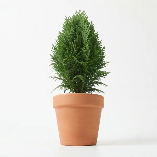 Morpankhi_Arborvitae_Live_Plant_In_Terracotta_Pot