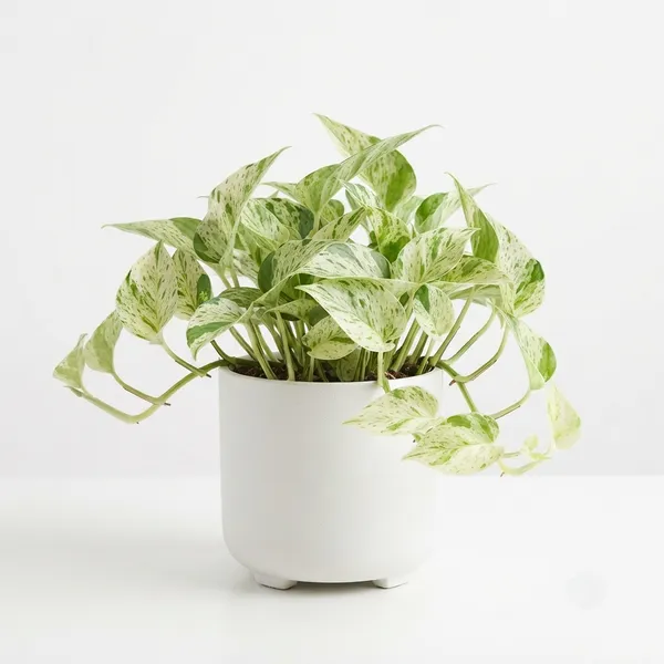 Pothos_Money_Variegated_Trailing_Live_Plant