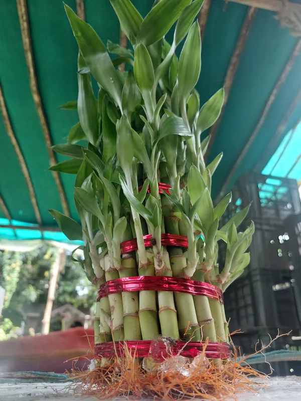 Lucky_Bamboo_2-Layer_Live_Plant_With_Red_Ribbon