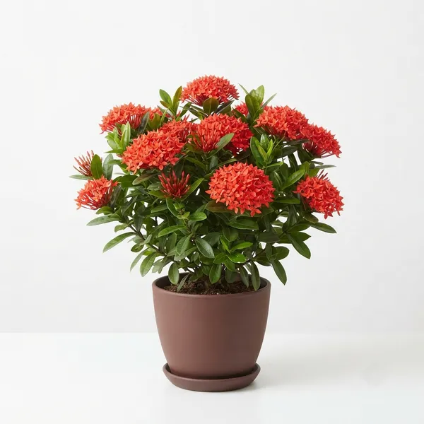 Red_Ixora_Live_Flowering_Garden_Plant