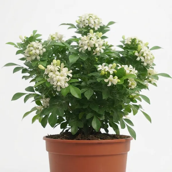 Madhu_Kamini_White_Flowering_Live_Plant