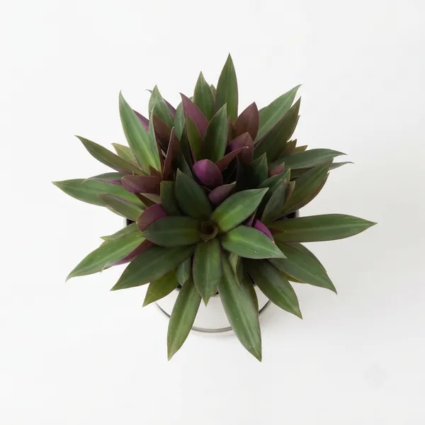 Rhoeo_Green_Purple_Live_Foliage_Plant