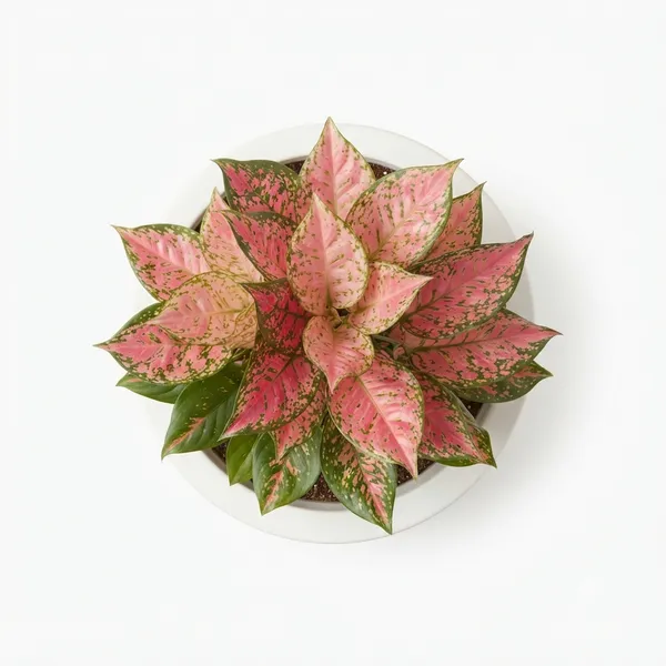 Aglaonema_Pink_Variegated_Live_Indoor_Plant_In_White_Planter