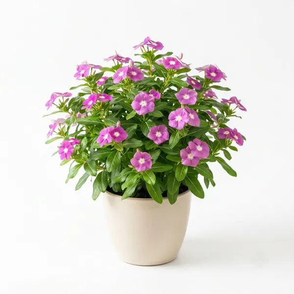 Vinca_Live_Flowering_Garden_Plant