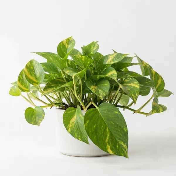 Golden_Pothos_Yellow_Variegated_Trailing_Live_Plant
