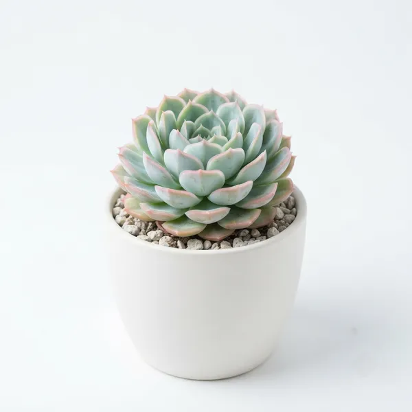 Mexican_Snowball_Rosette_Succulent_Live_Plant