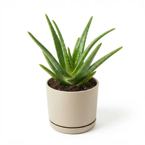 Aloe_Vera_Live_Succulent_Plant_In_Cylindrical_Planter