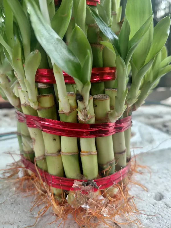 Lucky_Bamboo_2-Layer_Live_Plant_With_Red_Ribbon