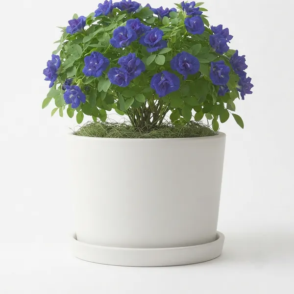 Aparajita_Double_Petal_Live_Flowering_Garden_Plant