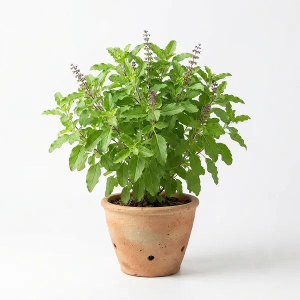 Tulsi_Live_Herb_Plant_In_Terracotta_Pot