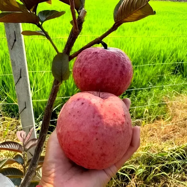 Red_Guava_Plant_(Hybrid)_For_Outdoor_