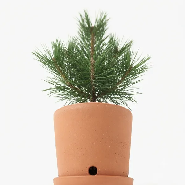 Live_Pine_Plant_In_Terracotta_Pot