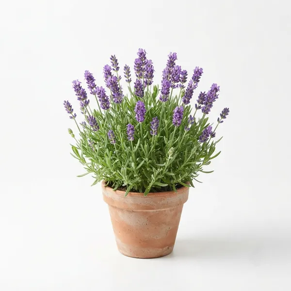 Lavender_Purple_Flowering_Live_Plant_In_Terracotta_Pot