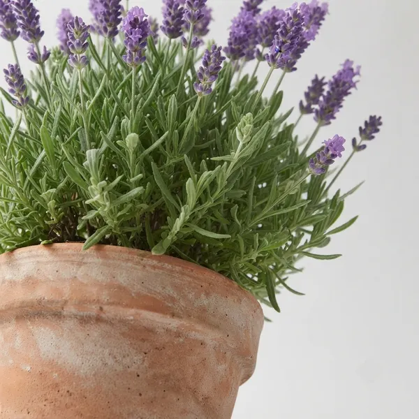 Lavender_Purple_Flowering_Live_Plant_In_Terracotta_Pot