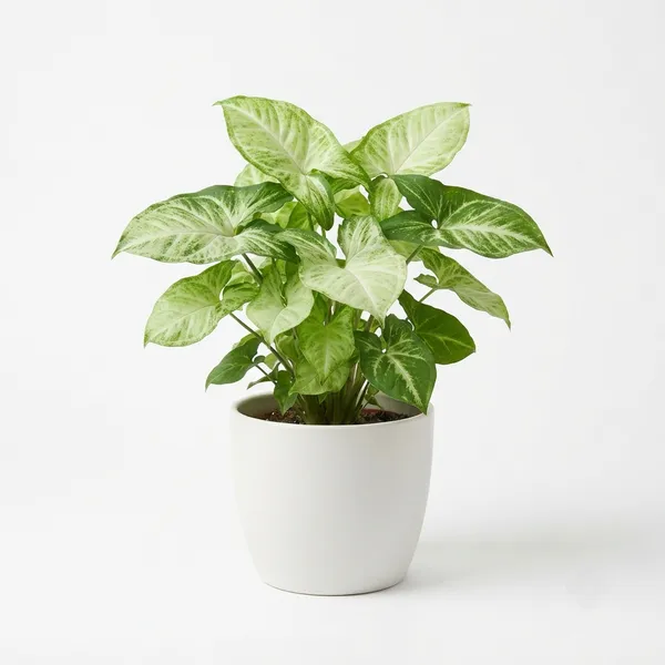 Aglaonema_White_Variegated_Live_Indoor_Plant_In_White_Planter