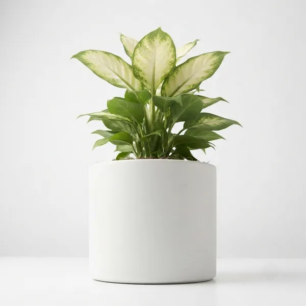 Aglaonema_White_Variegated_Live_Indoor_Plant