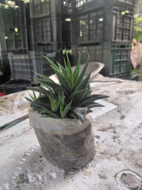 Haworthia_Succulent_Rosette_Live_Plant