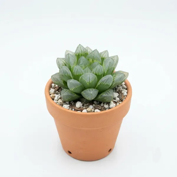 Haworthia_Succulent_Live_Plant_In_Terracotta_Pot
